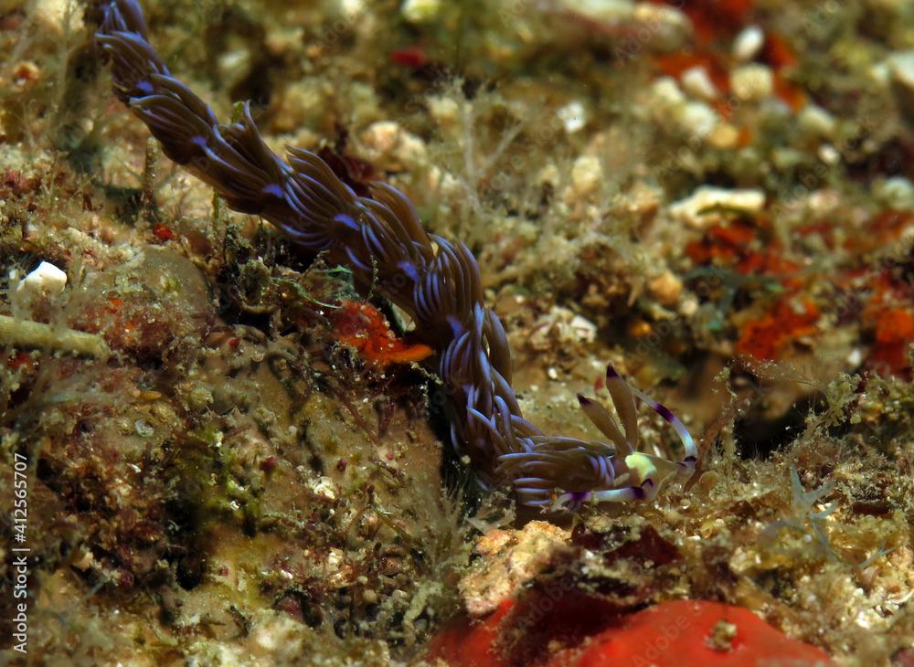 A Blue Dragon nudibranch Boracay Philippines