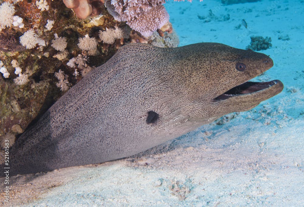 Giant moray eel on a coral reef