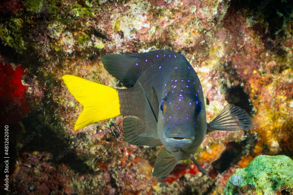 A yellowtail damselfish looking straight on to the camera. This pretty little guy was shot on a wild tropical reef in the Cayman Islands
