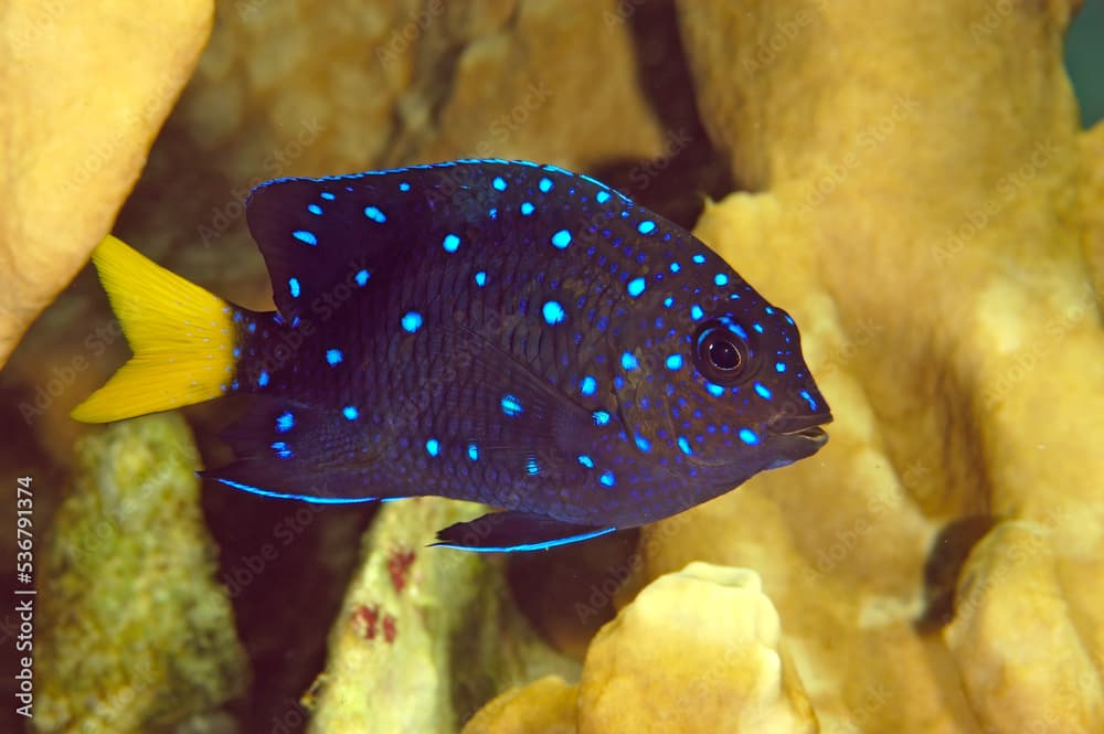 Juvenile yellowtail damselfish