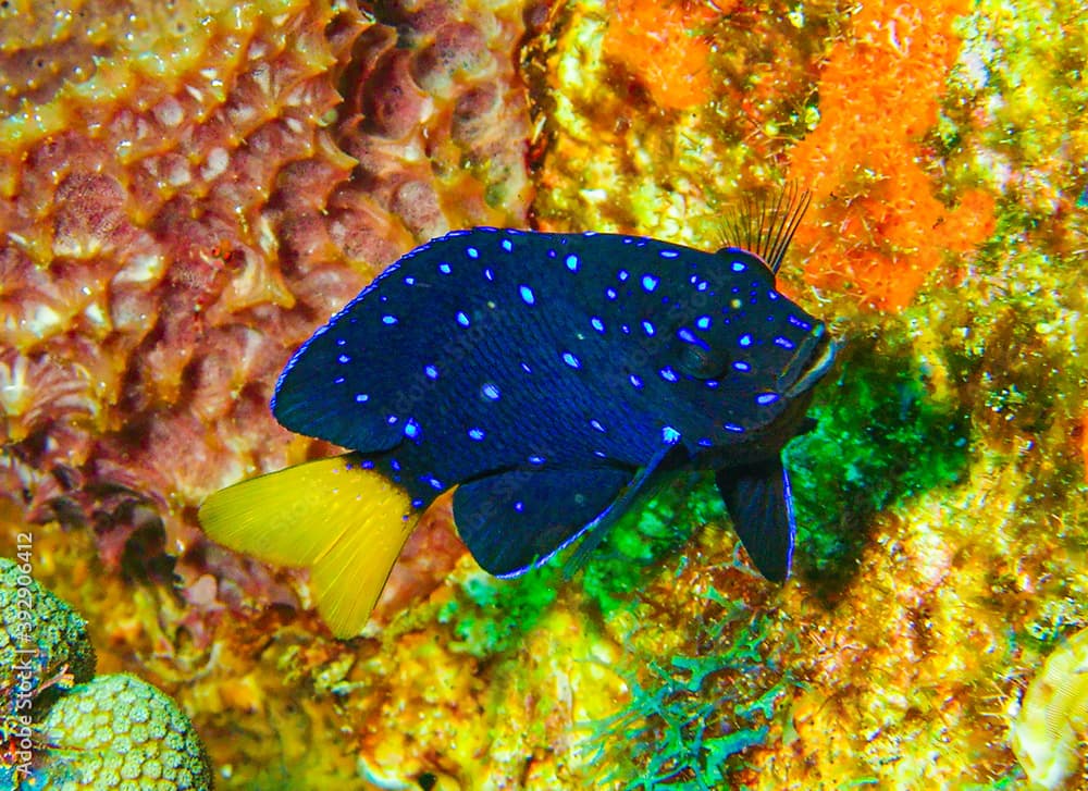 Yellowtail Damselfish (Microspathodon chrysurus) Juvenile - Grenada