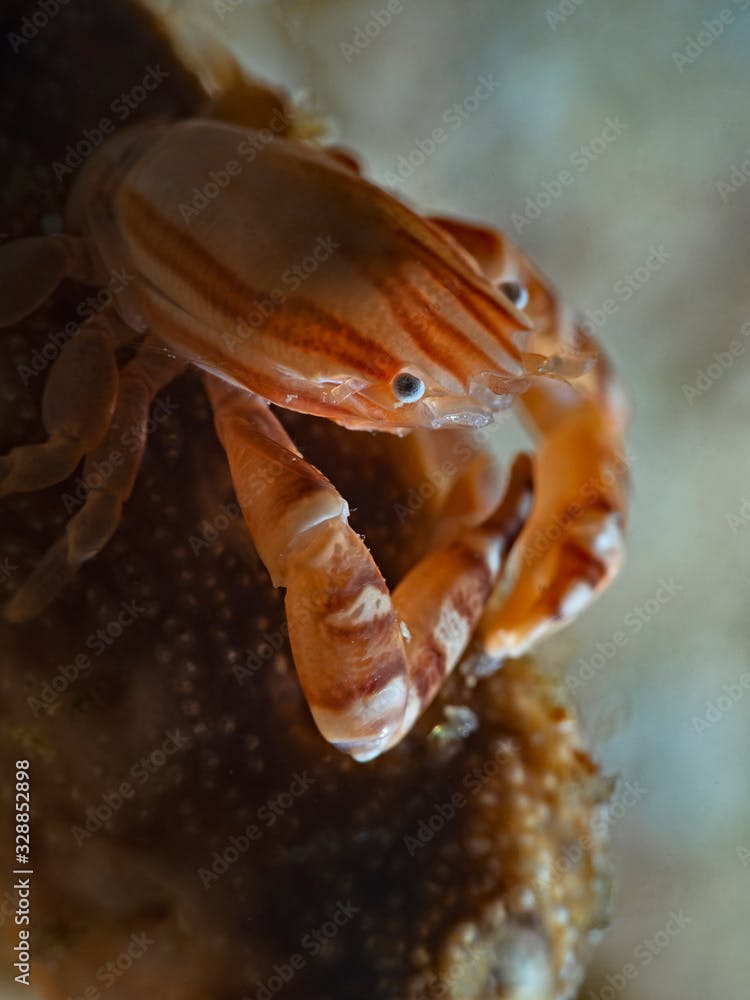 Haig`s Porcelain Crab, Porzellankrabbe auf Seefeder (Porcellanella haigae)
