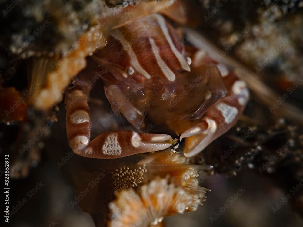 Haig`s Porcelain Crab, Porzellankrabbe auf Seefeder (Porcellanella haigae)