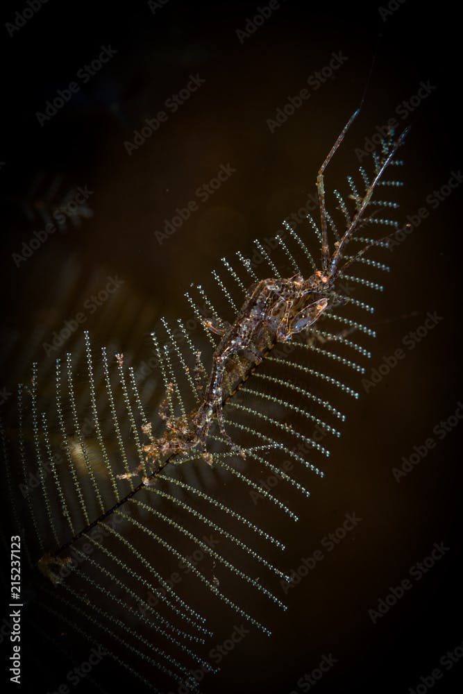 A minute skeleton shrimp (Caprella sp) sits on a hydroid on the Coral Reef dive site, Tulamben, Bali, Indonesia