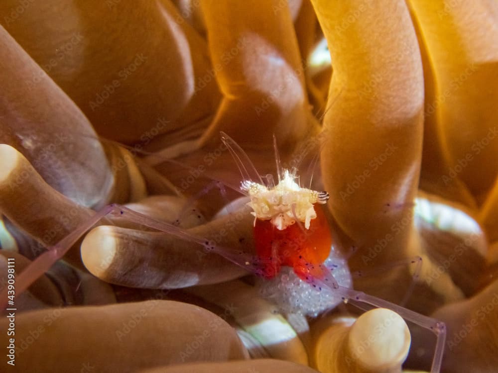 Pregnant Mushroom Coral Ghost Shrimp (Cuapetes kororensis) near Anilap, Philippines.  Underwater photography and travel.