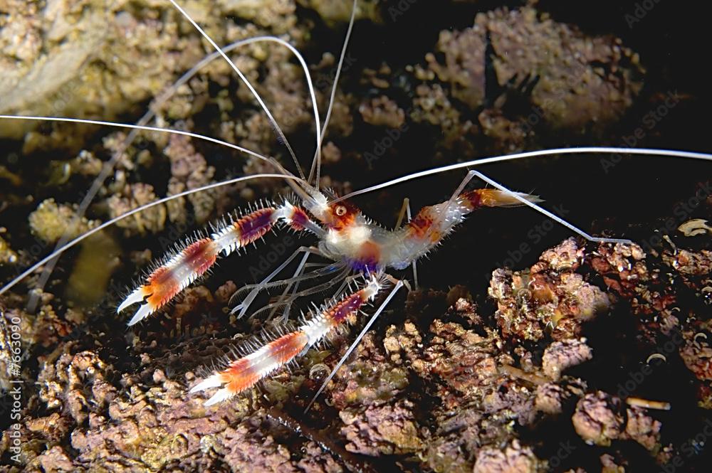 Banded coral shrimp