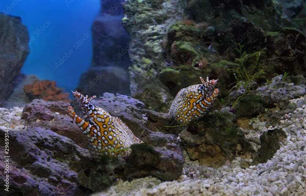 Enchelycore pardalis, Leopard moray eel or Dragon moray