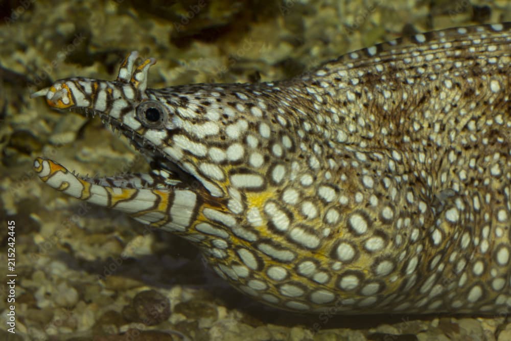 Leopard moray eel. (Enchelycore pardalis).