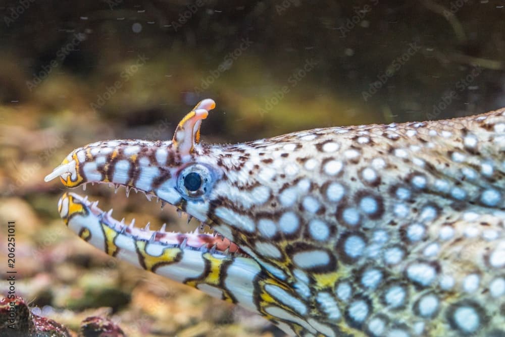 Nahaufnahme einer Panthermuräne in einem Aquarium