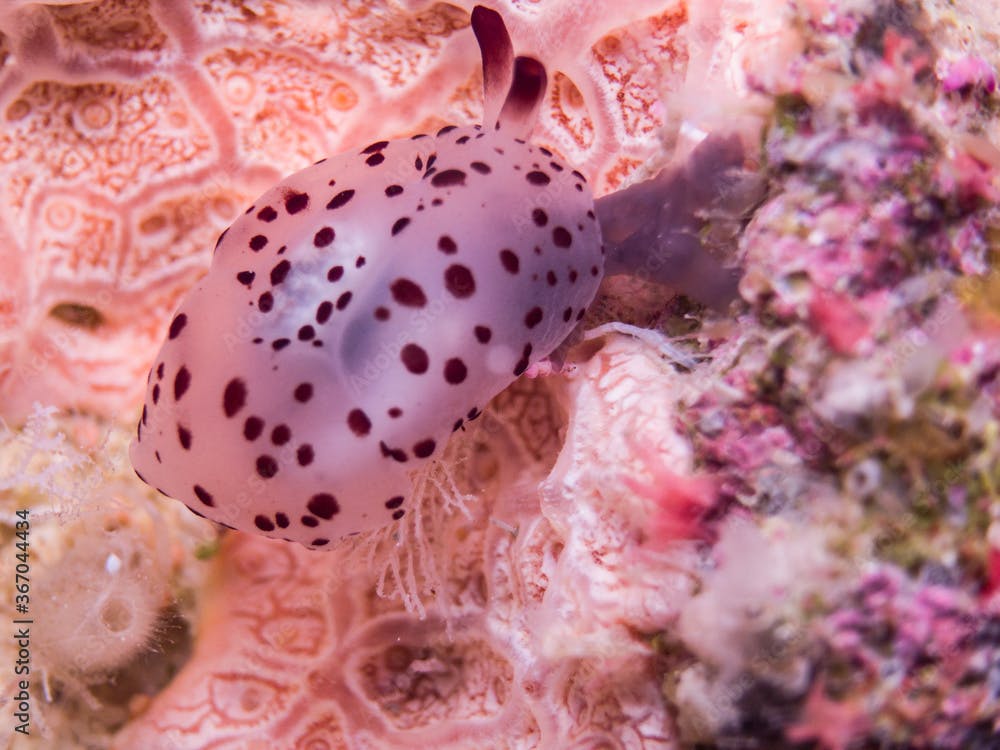a colorful nudibranch crawling on the coral. Science name: 
Berthella martensi (Pilsbry, 1896).  Ie Island, Okinawa, Japan