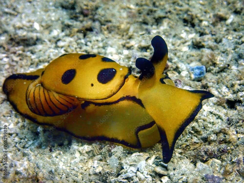 Closeup and macro shot of nudibranch Pleurobranch Sidegill Slug, Berthella martensi during leisure dive in Sabah, Borneo.