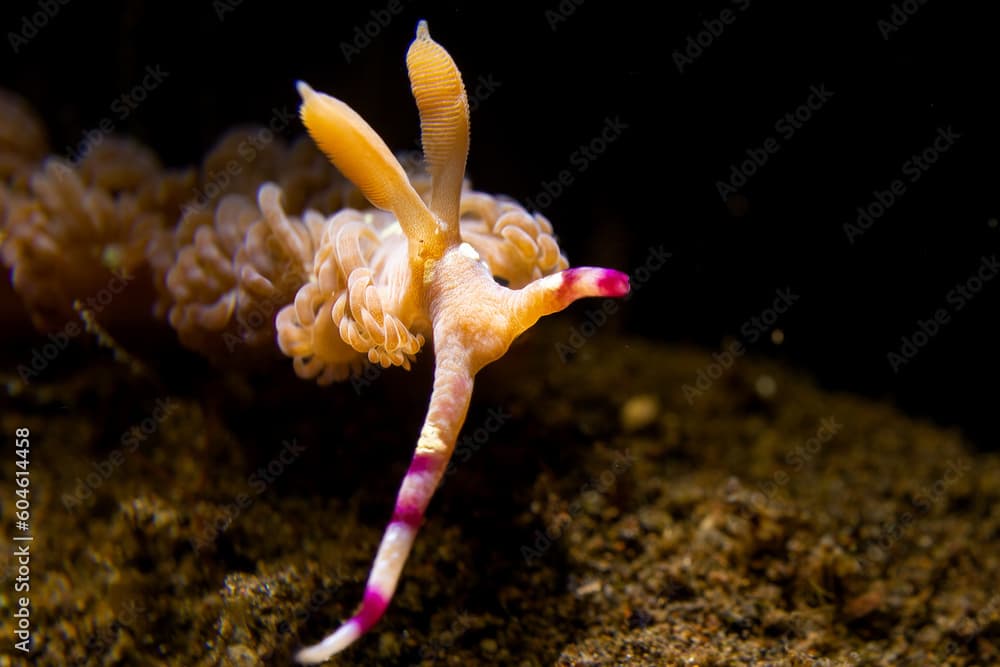 Pteraeolidia ianthina - Nacktschnecke im Komodo Nationalpark Indonesien
