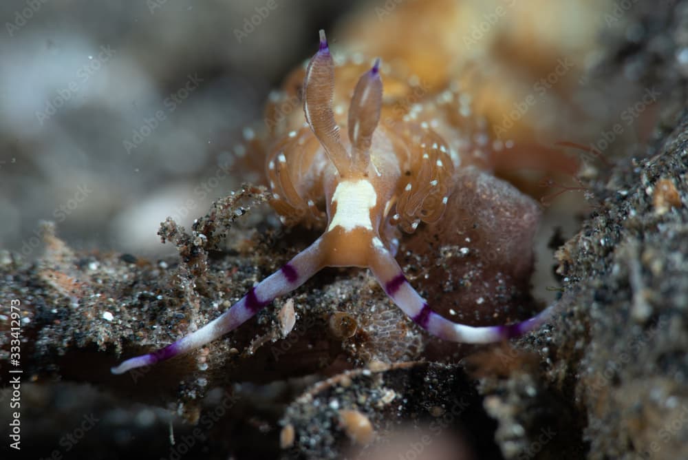 Sea Dragon Nudibranch (Pteraeolidia ianthina)