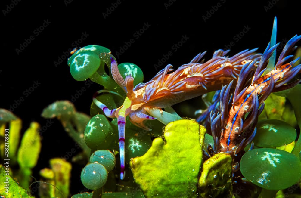 Blue dragon (Pteraeolidia ianthina) Nudibranch - Chuuk 