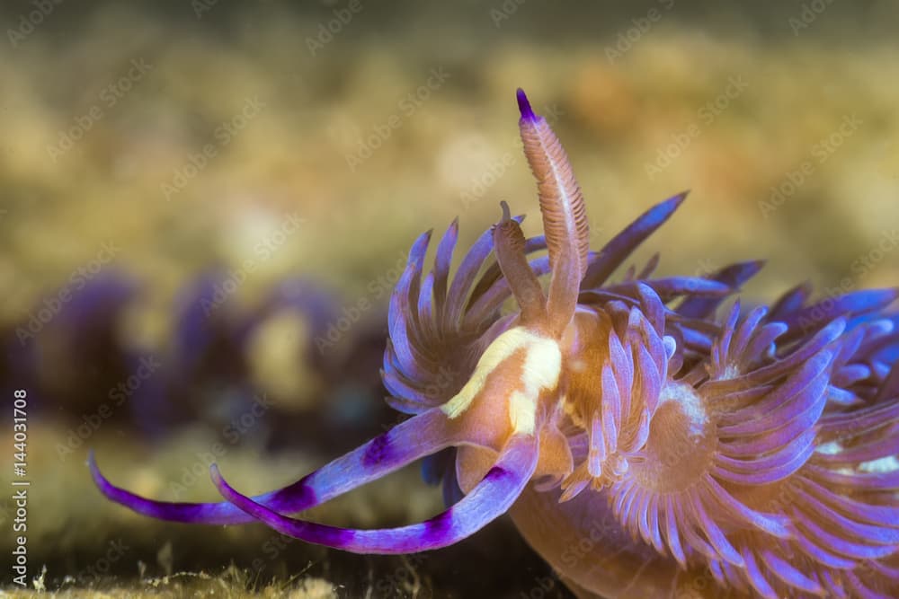 Pteraeolidia ianthina, Nudibranch, Sea Slug