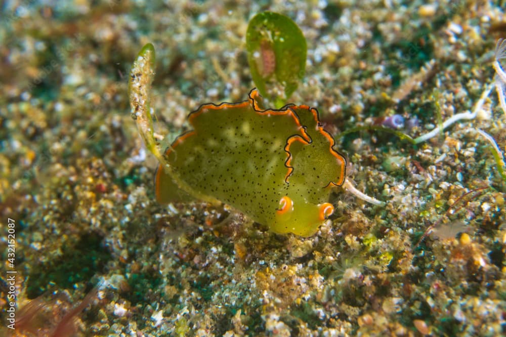 Ornate Elysia (elysia ornata), or ornate leaf slug, is a sapsucking sea slug, a marine gastropod mollusk on a sandy bottom near Anilao, Mabini, Philippines.  Underwater photography and travel.