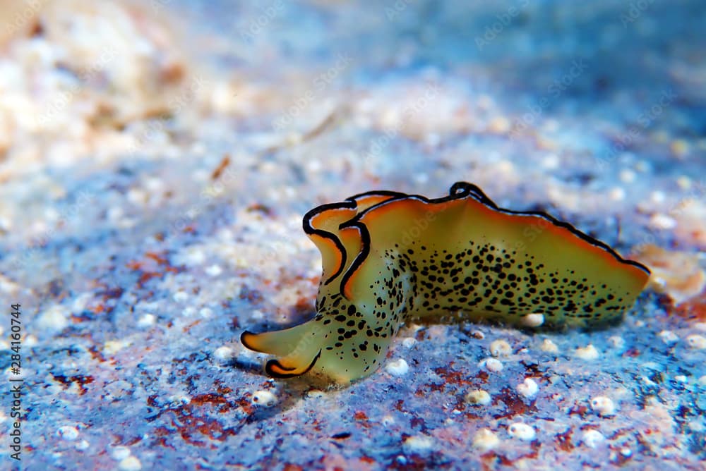 Elysia marginata or Elysia ornata, found underwater in Mediterranean (aegean) sea in Greece