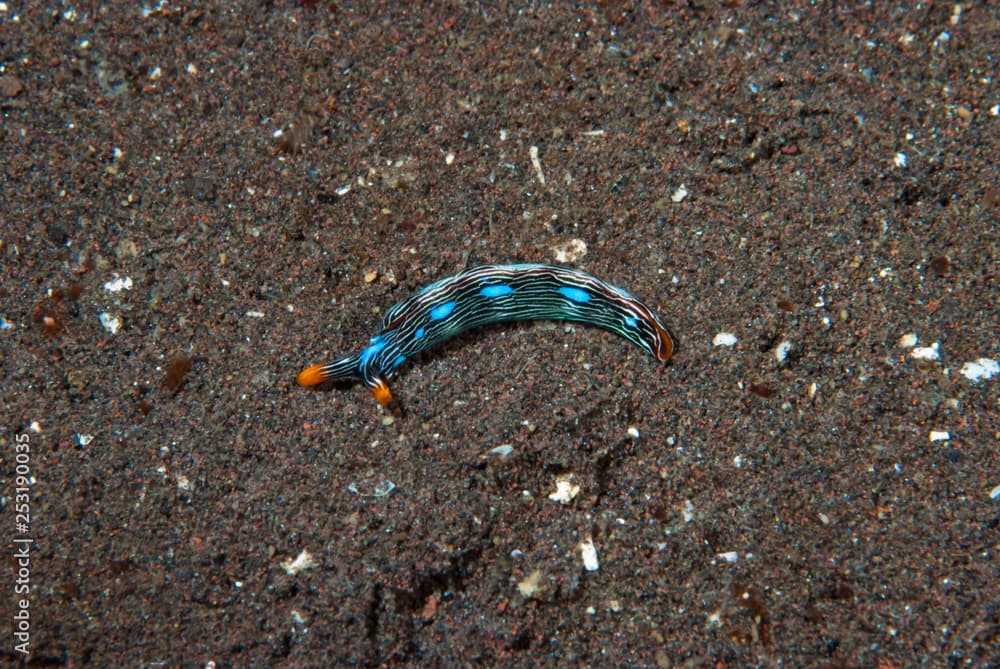 Thuridilla gracilis Sea Slug