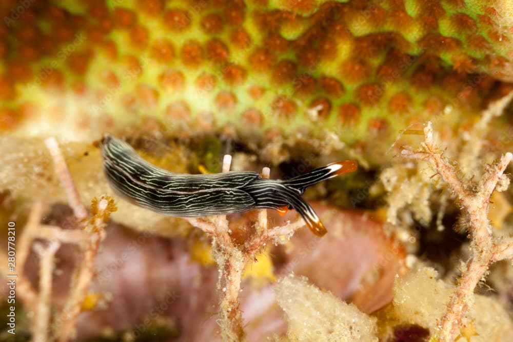 Sapsucking Slug, Thuridilla gracilis is a species of sea slug, a sacoglossan, a marine gastropod mollusk in the family Plakobranchidae