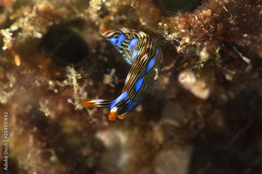 Thuridilla gracilis is a species of sea slug. Picture was taken in the Banda sea, Ambon, West Papua, Indonesia