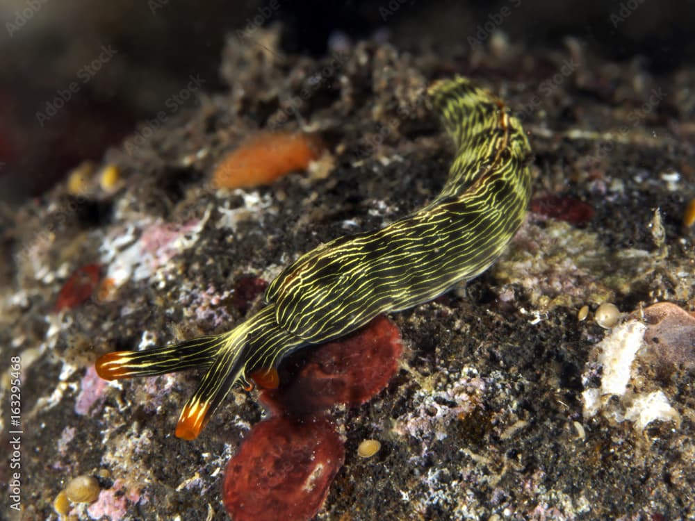 Nudibranch Thuridilla gracilis