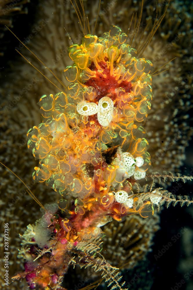 Cluster of ascidians, Clavelina detorta, Raja Ampat Indonesia.