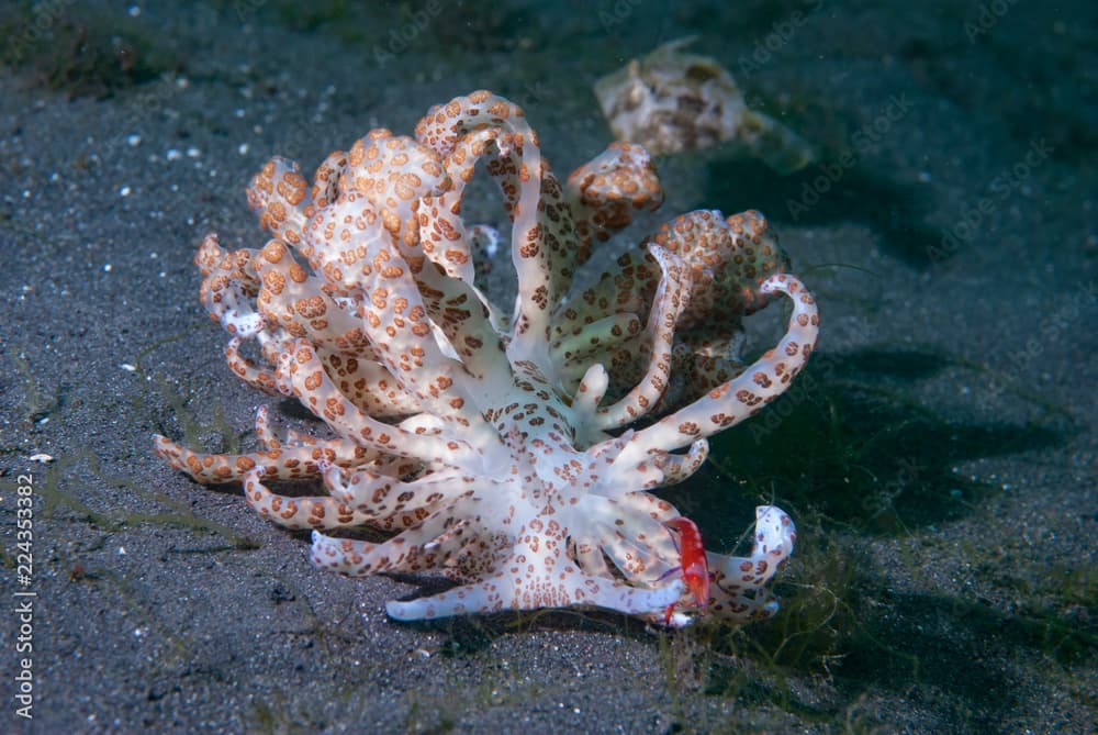 Solar powered nudi Phyllodesmium longicirrum