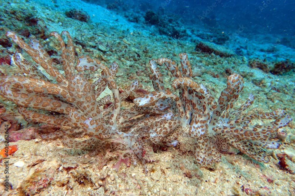 Phyllodesmium longicirrum - Long-Cirri-Fadenschnecke