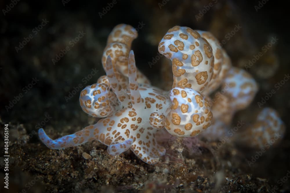 Phyllodesmium longicirrum solar powered nudibranch