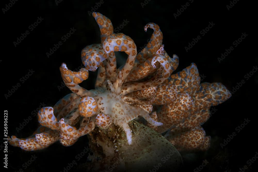 Nudibrunch Solar nudibranch (Phyllodesmium longicirrum ) from Ambon, Indonesia