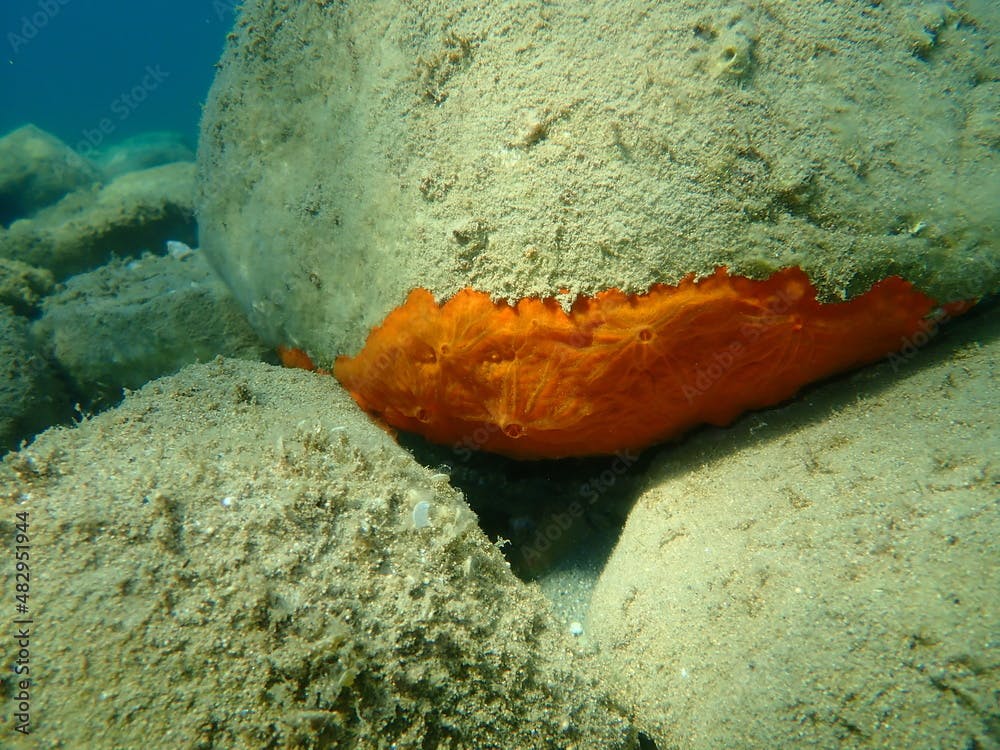 Encrusting sponge or orange vented sponge (Spirastrella cunctatrix) undersea, Aegean Sea, Greece, Halkidiki