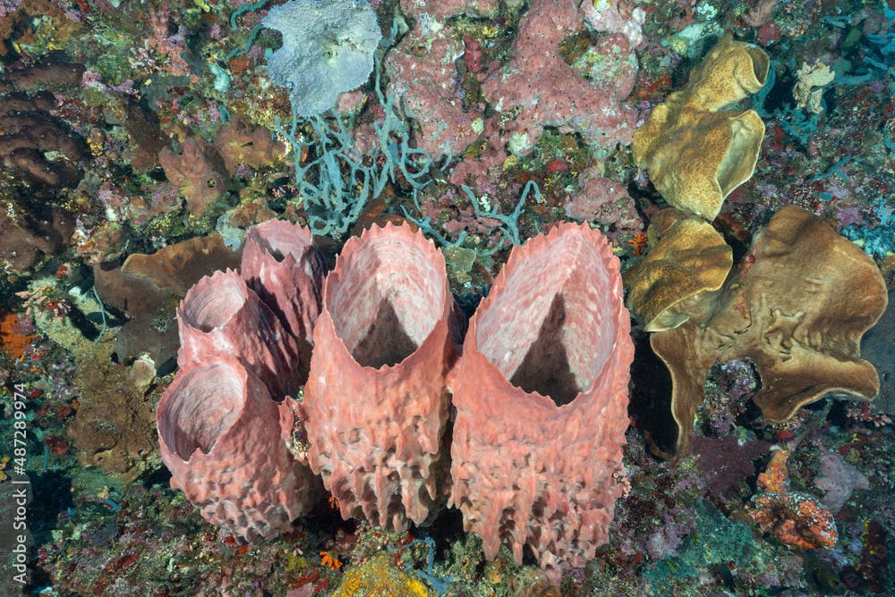 Gruppo di spugne rosse a tubo sulla barriera corallina