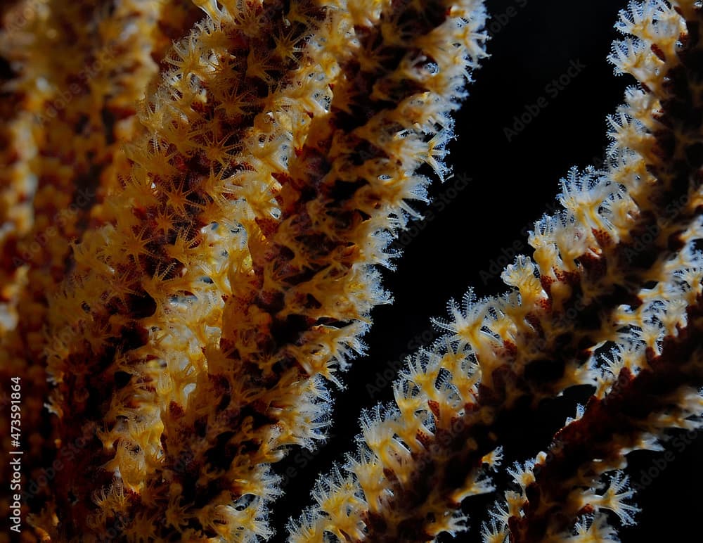 California golden gorgonian polyps, Muricea californica, Anacapa Island, Channel Islands National Park, California, USA