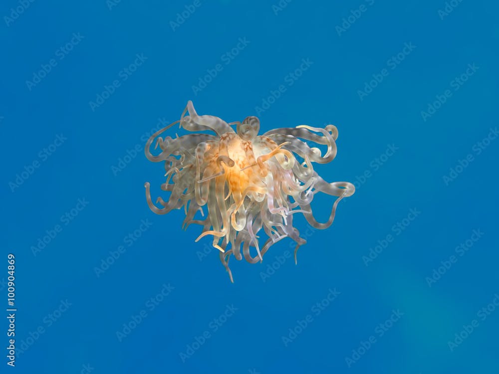 Swimming sea anemone in blue water, Boloceroides mcmurrichi