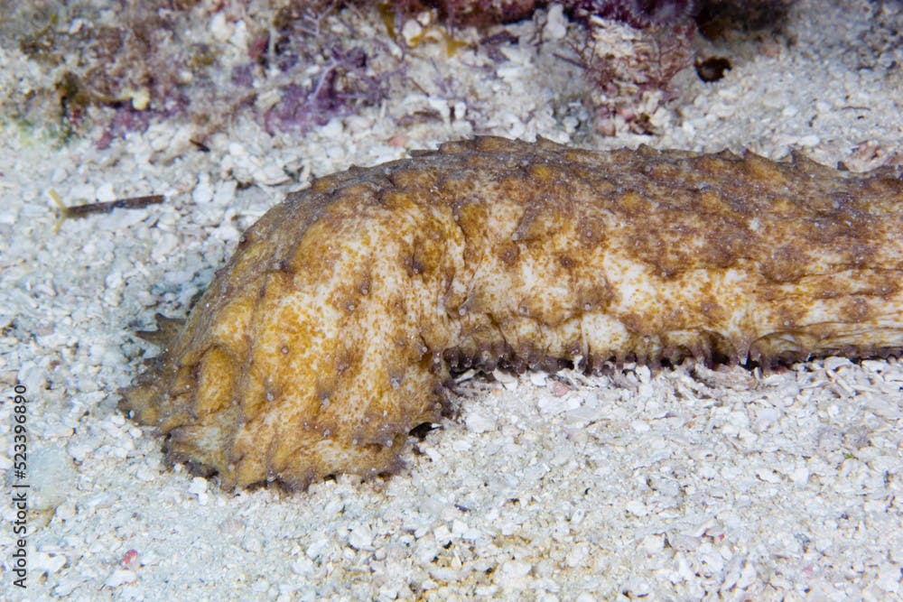 Tiger Tail Sea Cucumber, Holothuria thomasi, in the Florida Keys National Marine Sanctuary, Florida
