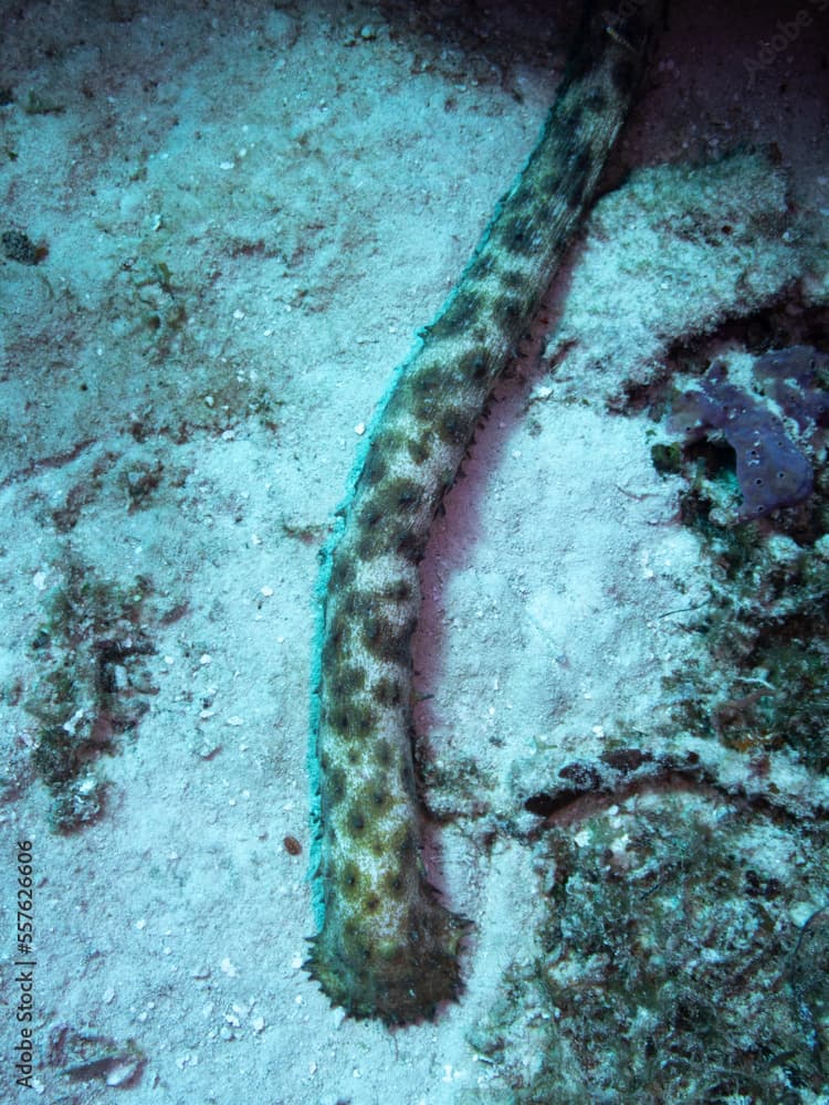 Tiger Tail Sea Cucumber