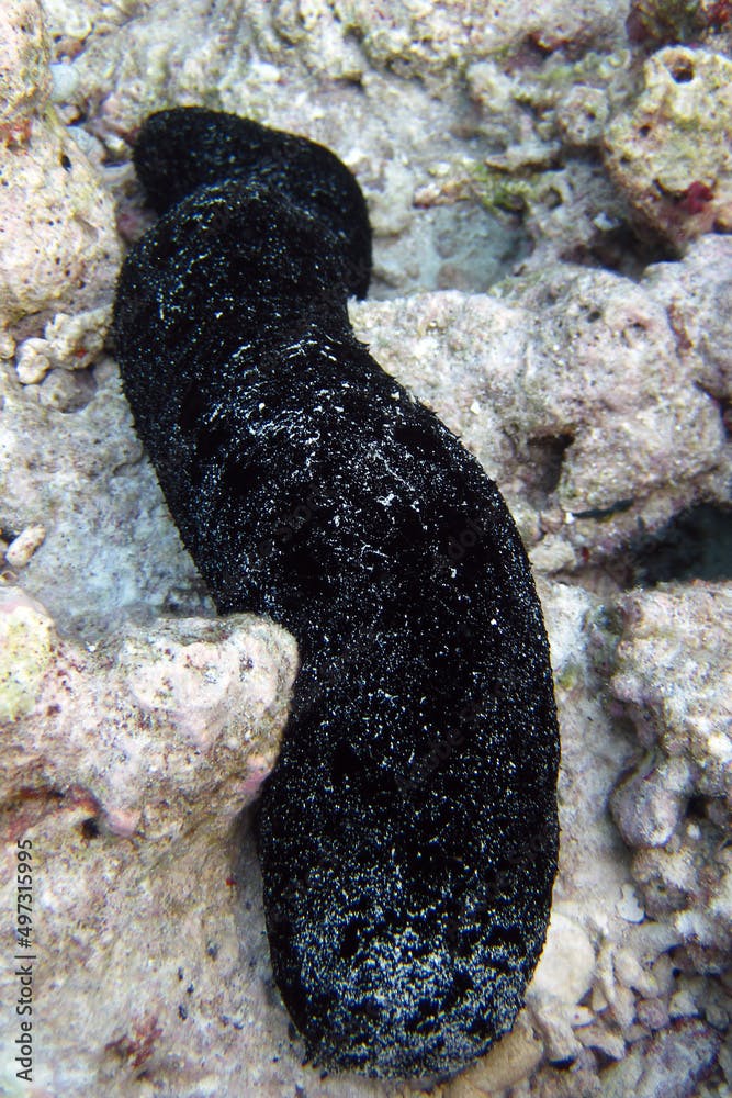 Actinopyga Miliaris - Sea Cucumber -  Hairy Blackfish