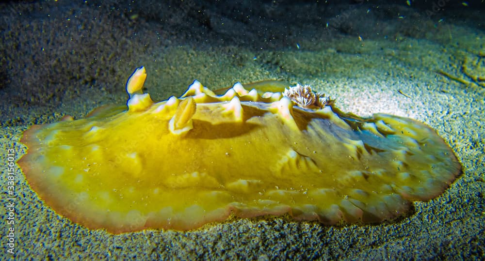 Clumpy Nudibranch,Asteronotus cespitosus, Kona Hawaii. 