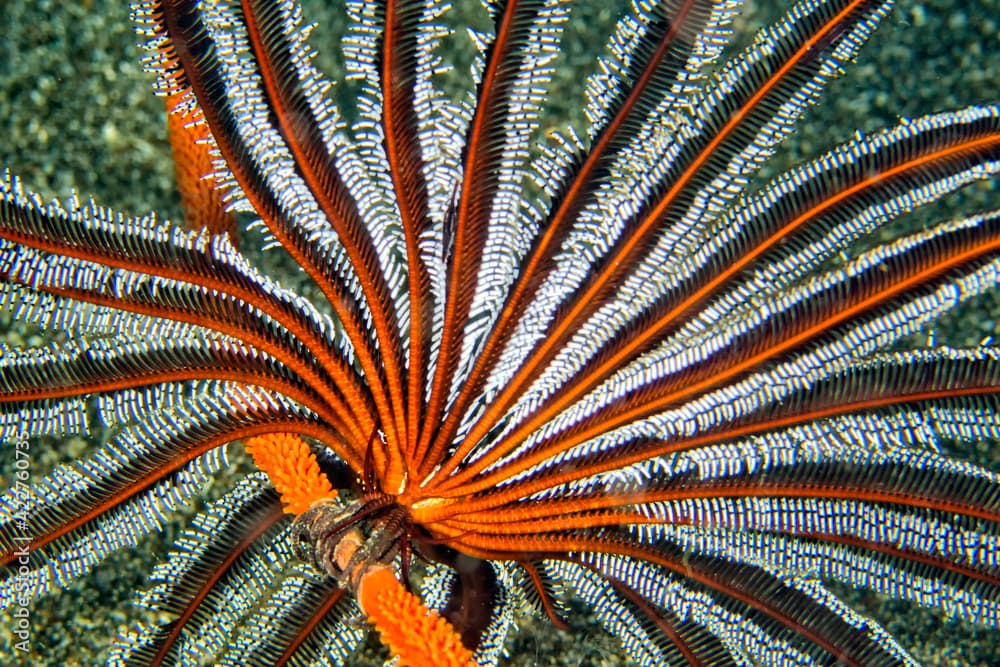 Feather Star, Crinoid, Coral Reef, Lembeh, North Sulawesi, Indonesia, Asia