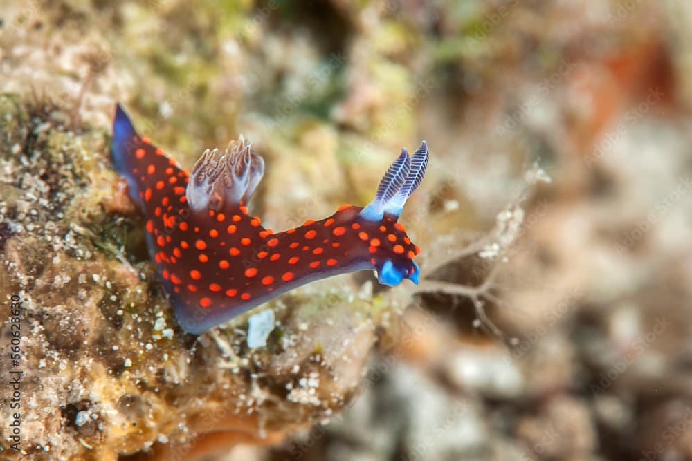 Nembrotha yonowae ( a species of colorful sea slugs , dorid nudibranch, marine gastropod mollusk in the family of Polyceridae ) feeding on corals of Bali, Indonesia