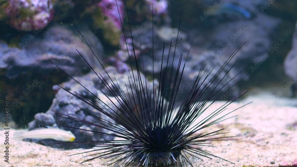 Sea Urchin at Seabed Diadema Setosum