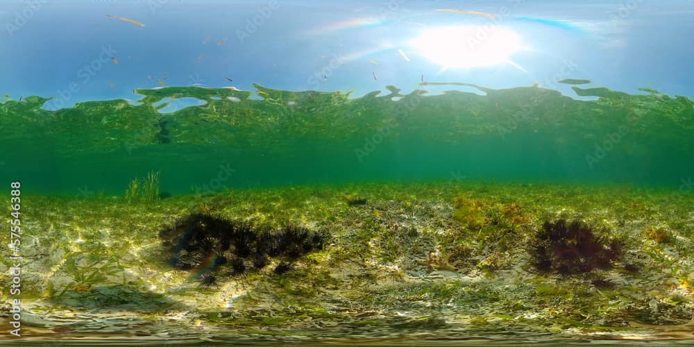 A colony of black sea urchins on the sandy bottom. Sea urchin Echinothrix diadema, commonly called diadema.