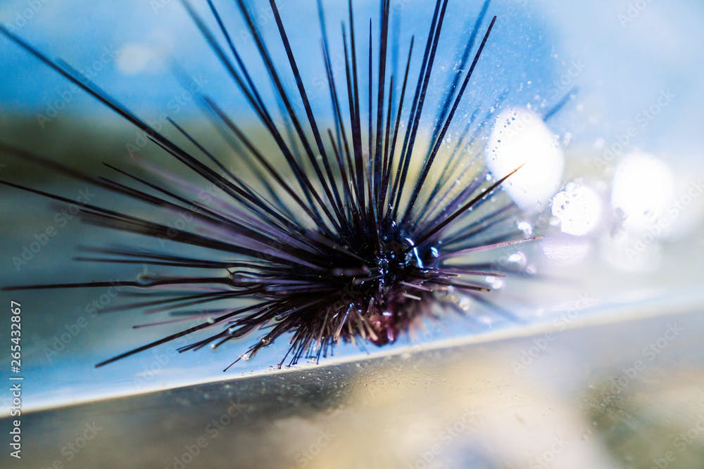 Sea urchin Echinothrix diadema, commonly called diadema urchin or blue-black urchin. Close up macro shoot.