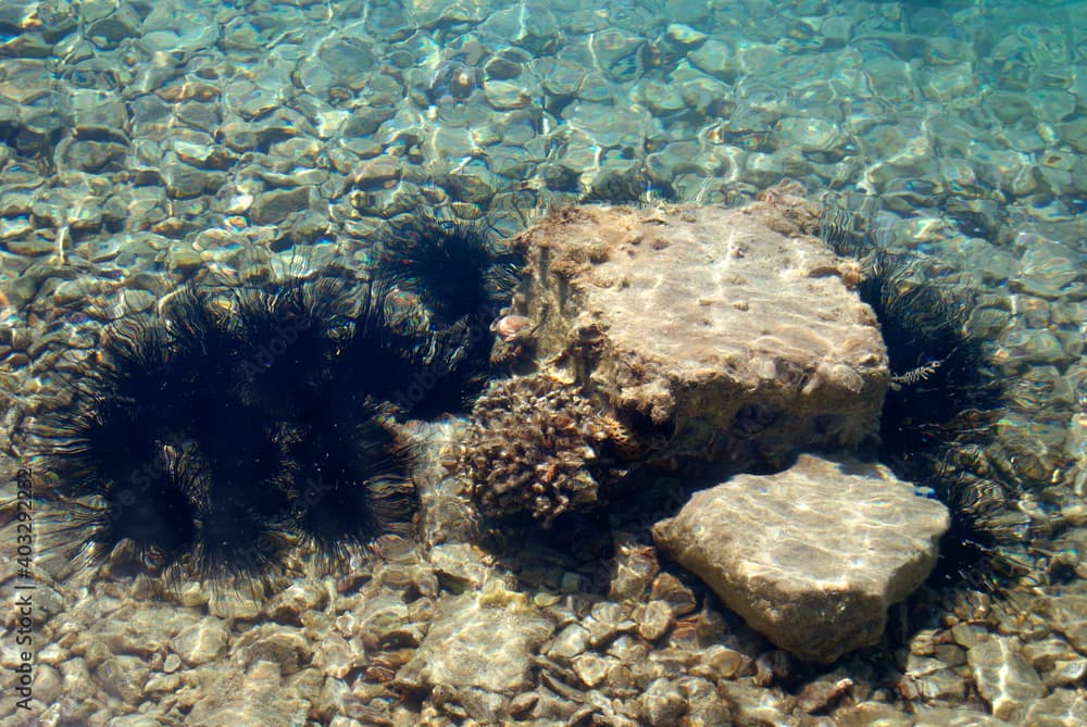 Sea urchin Echinothrix diadema