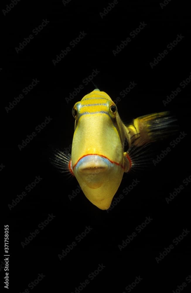 Blackbelly Triggerfish, rhinecanthus verrucosus