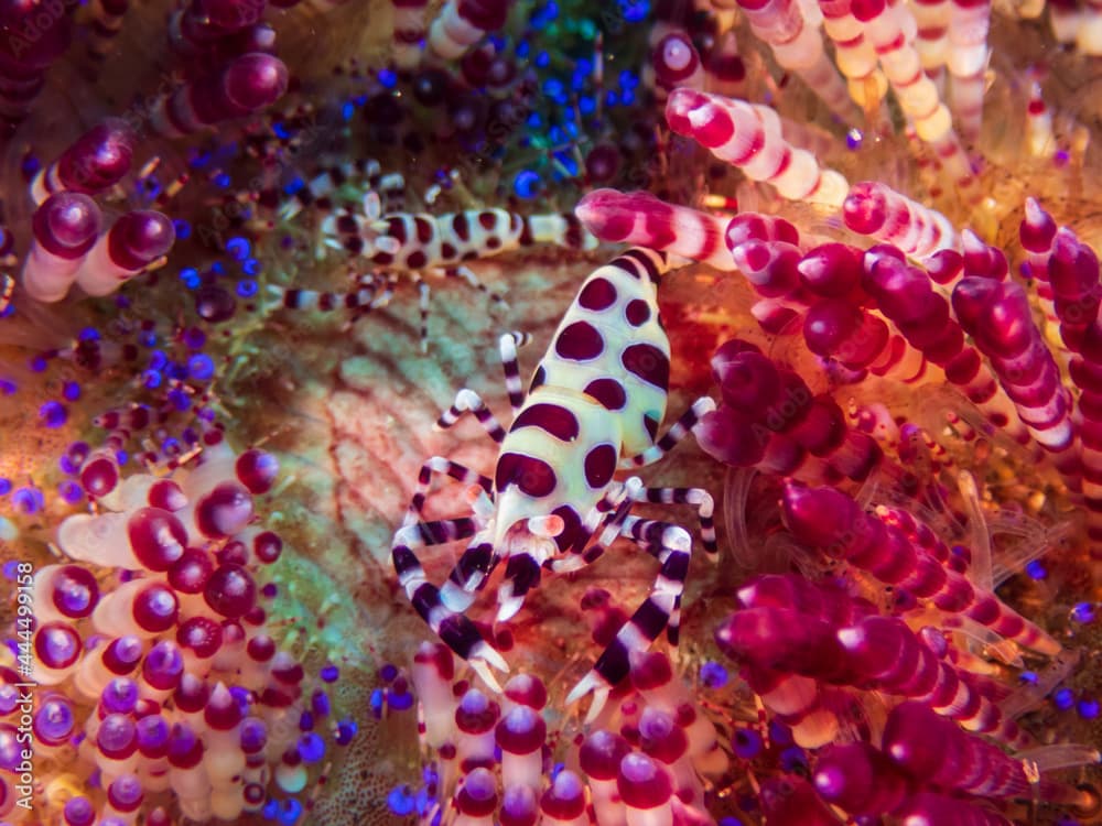 A pair of Coleman’s Urchin Shrimp (Periclimenes colemani) on fire urchin (Asthenosoma varium) at Little Lembeh II dive site in Sogod Bay, Southern Leyte, Philippines.  Underwater photography.