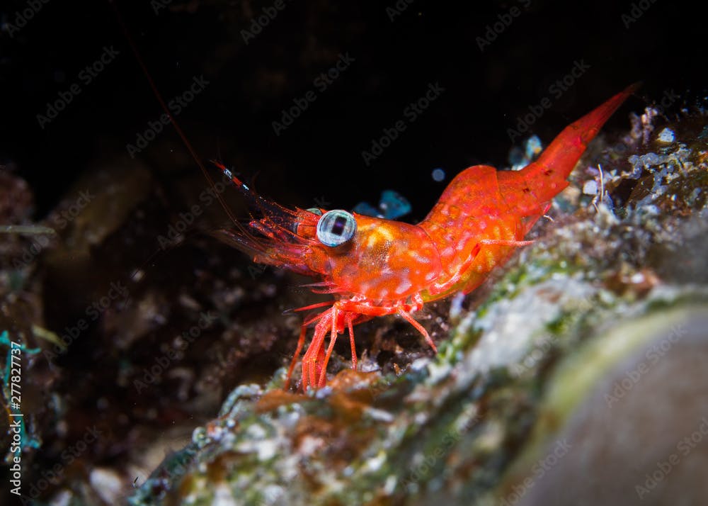 Green-eye Dancing Shrimp (Cinetorhynchus reticulatus) close up of the orange/ red colored shrimp sitting on the reef.