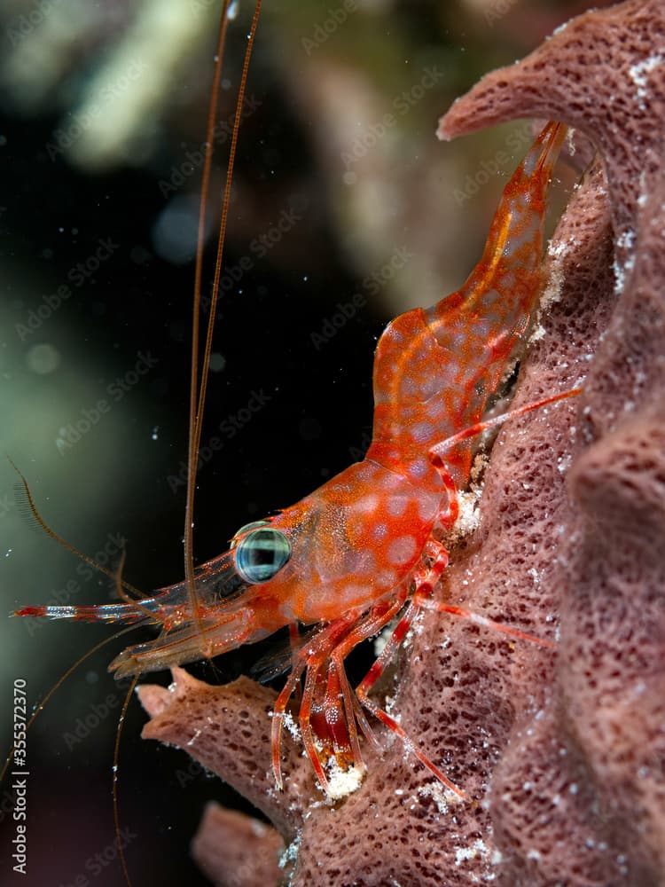 green eyed dancing shrimp searching for food during the night