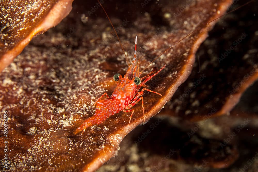 Reef shrimp at night, Cinetorhynchus sp.