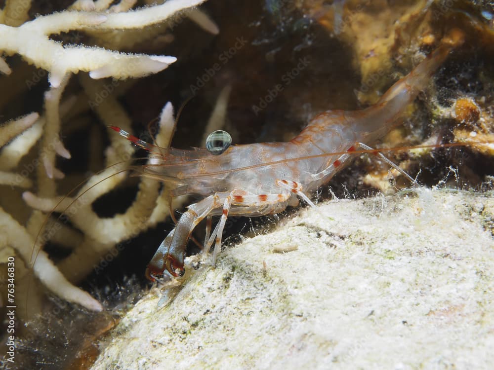 Reticulated Hinge-Beak Shrimp